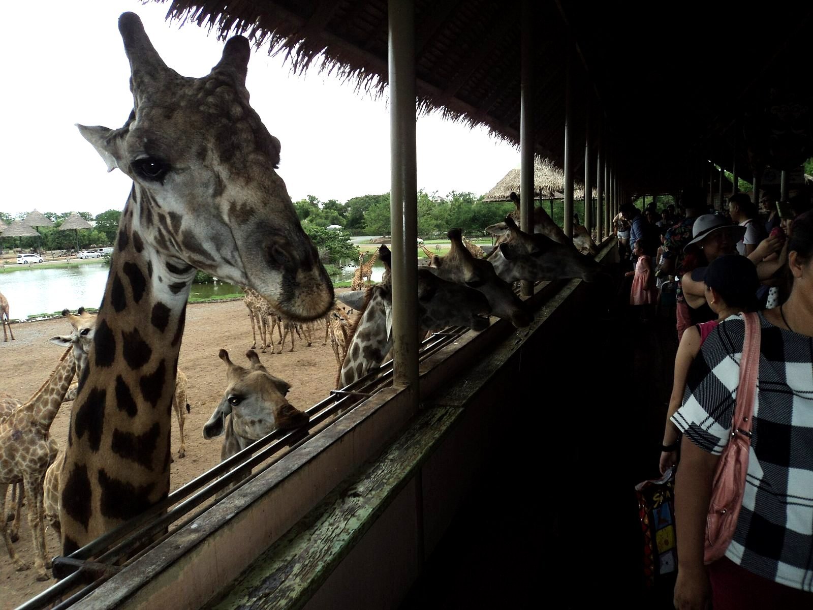 Bangkok — bkk safari