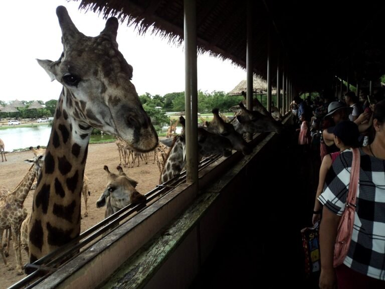 Giraffes at the feeding rail, Safari World Bangkok