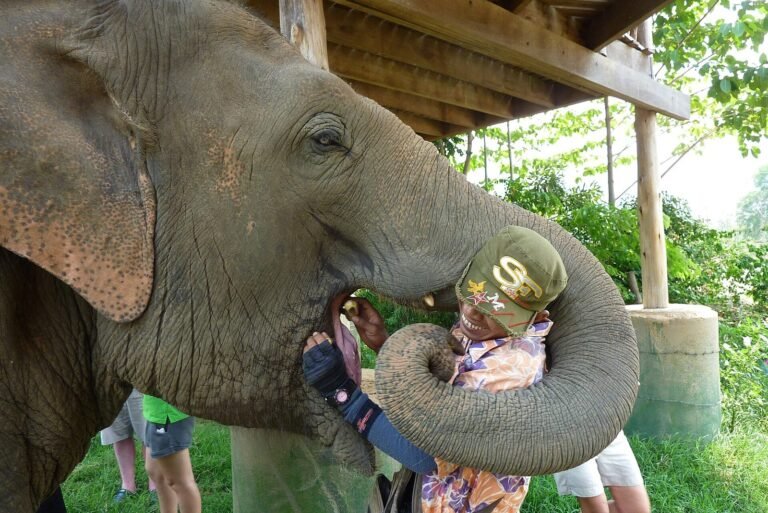 Feeding a rescued elephant by hand at an ethical sanctuary